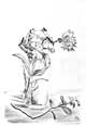 Carnations In a Glass