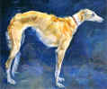 Borzoi